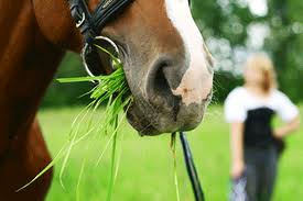 caballo comiendo